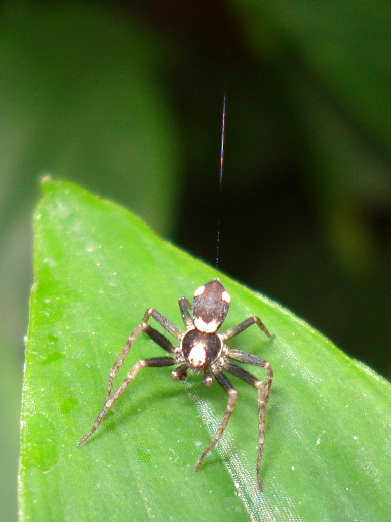 Pulchellodromus bistigma - Anzio (RM)